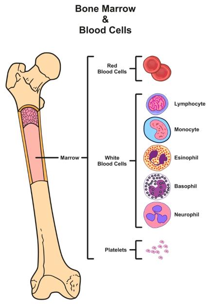 Knochenmark und Blutstammzellen