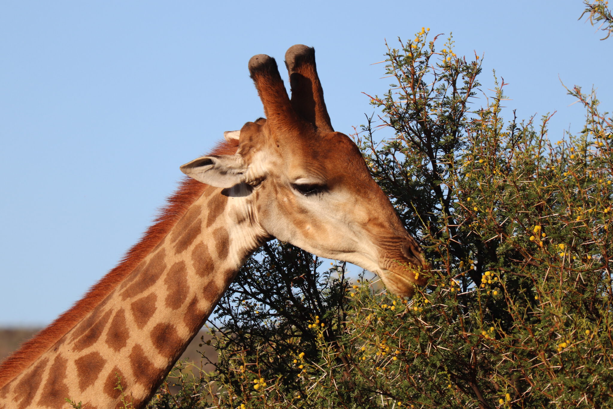 Girafffe in Südafrika