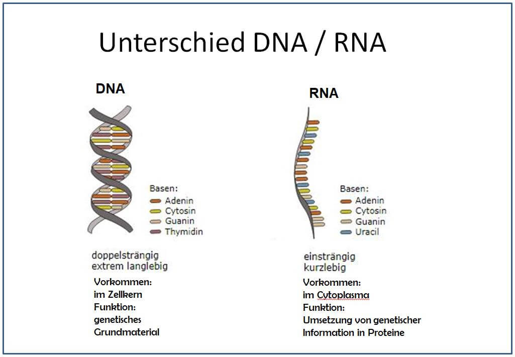 DNA und RNA Unterschiede
