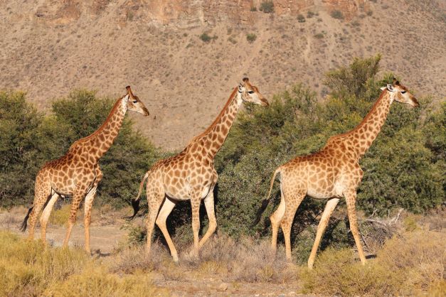 Giraffen in Südafrika