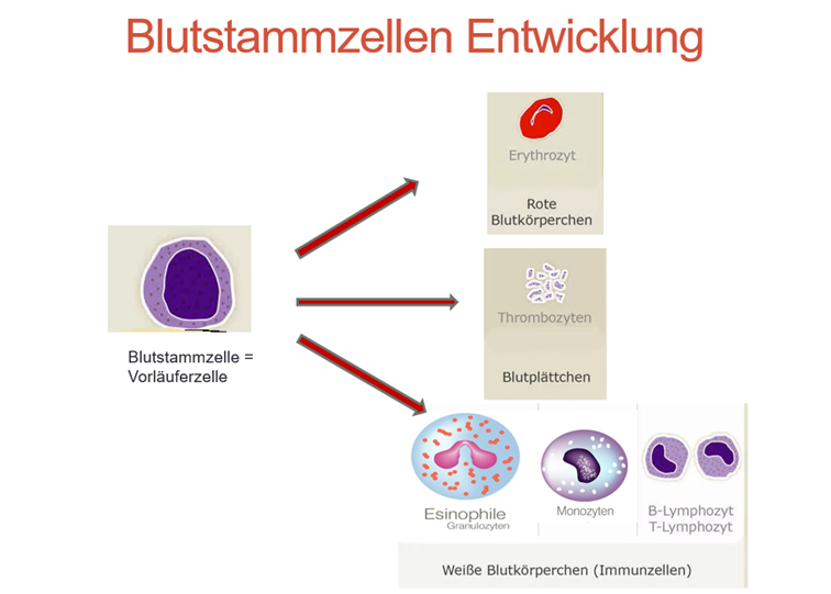 Entwicklung von Blutzellen Hämatopoese